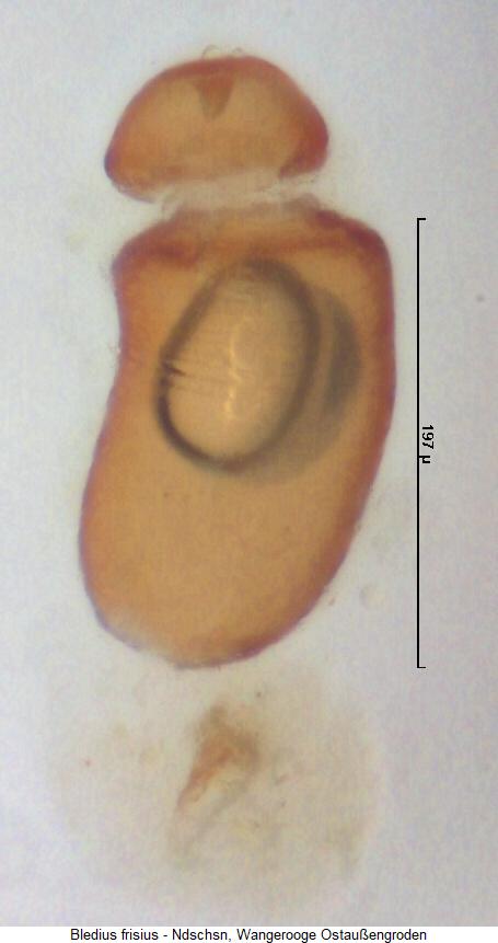 bledius_frisius_sperm.jpg