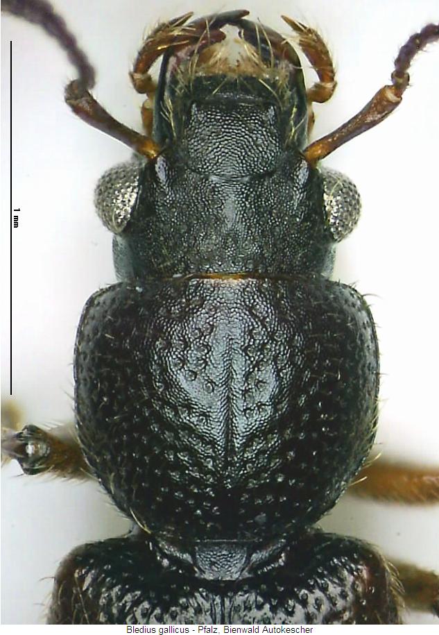 bledius_gallicus_vk.jpg