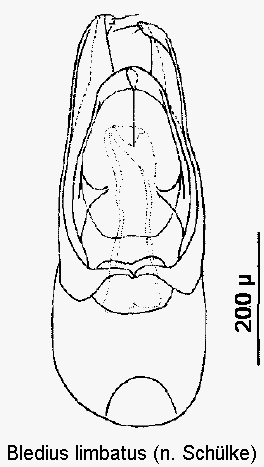 bledius_limbatus.gif