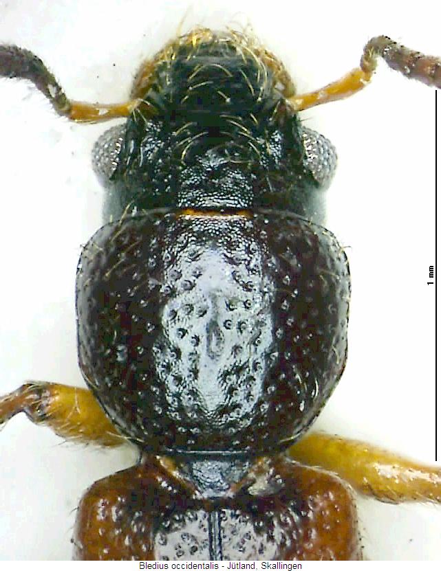 bledius_occidentalis_vk.jpg