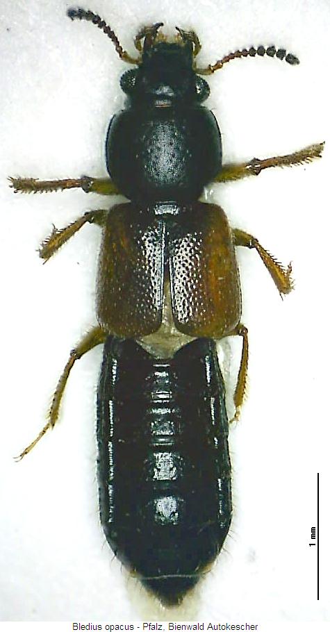 bledius_opacus_hab.jpg