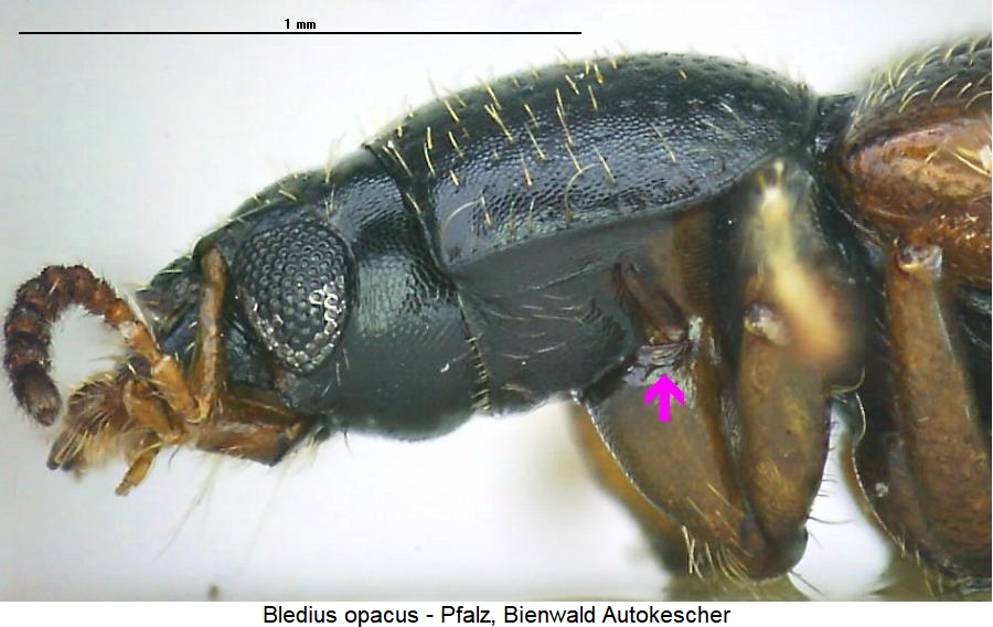 bledius_opacus_sa.jpg