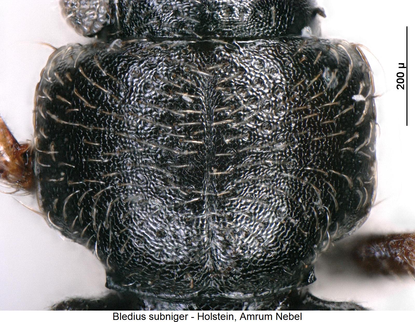 bledius_subniger_hsch.jpg