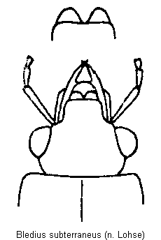 bledius_subterraneus_k.gif