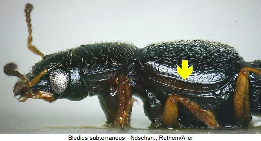 bledius_subterraneus_sa.jpg