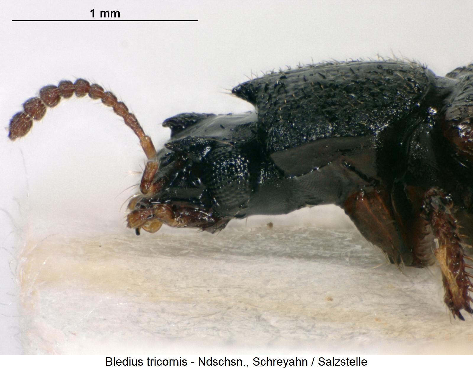 bledius_tricornis_sa1.jpg