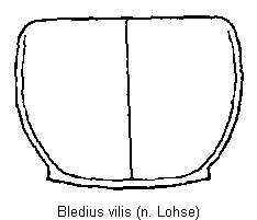 bledius_vilis_hsch.gif