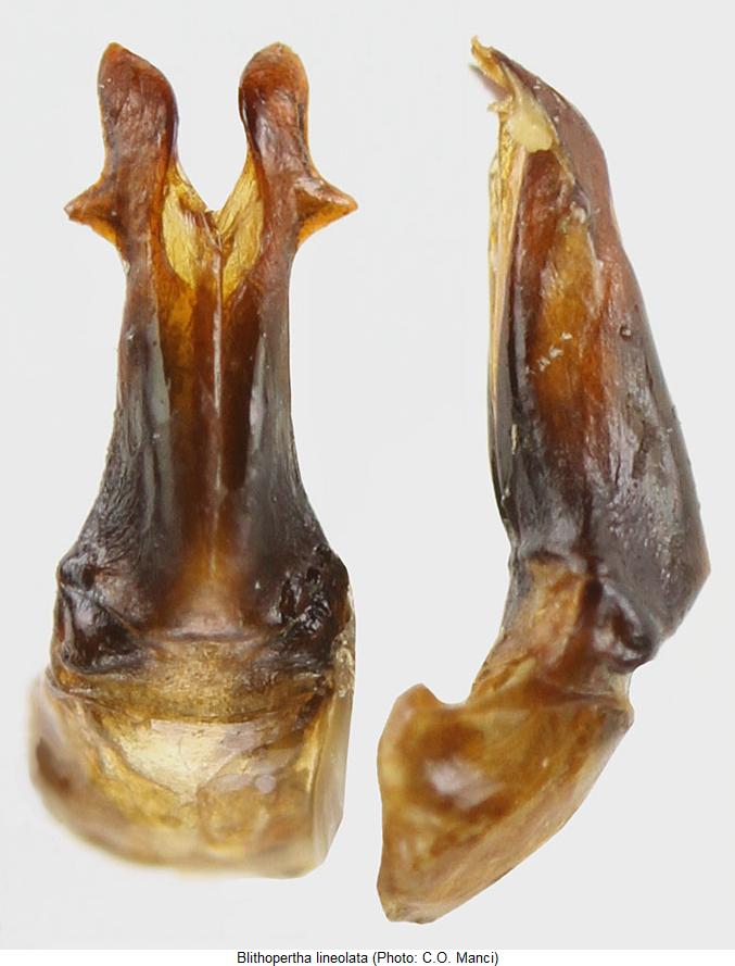 blithopertha_lineolata.jpg