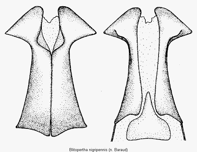 blitopertha_nigripennis.gif