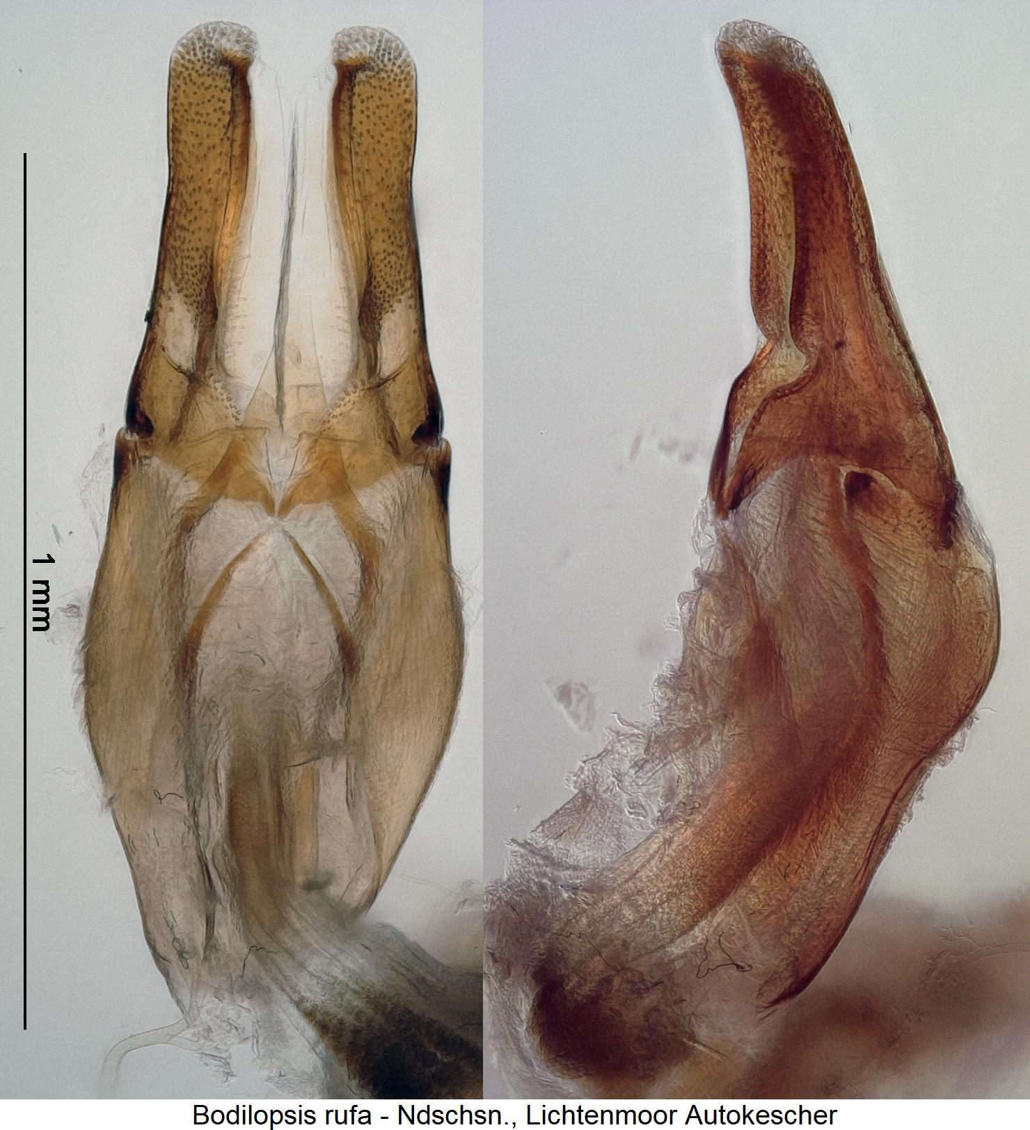 bodilopsis_rufa.jpg