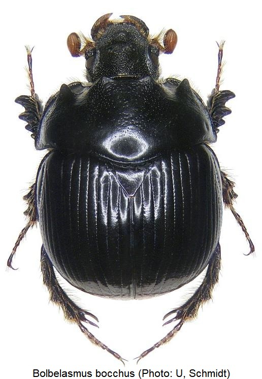 bolbelasmus_bocchus_hab.jpg