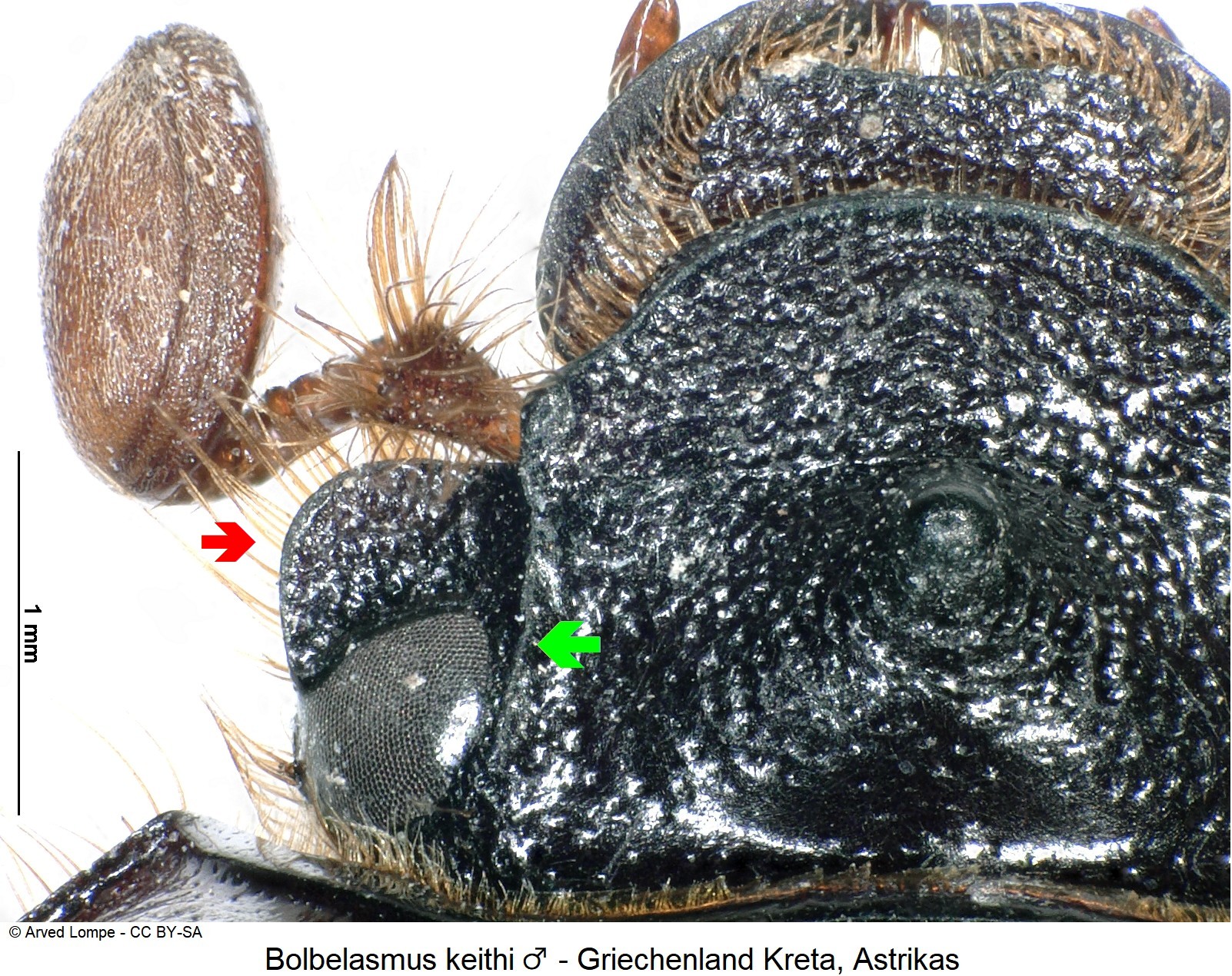 bolbelasmus_keithi_m_ck37572714_k.jpg