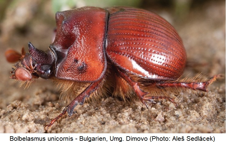 bolbelasmus_unicornis_m_sa.jpg