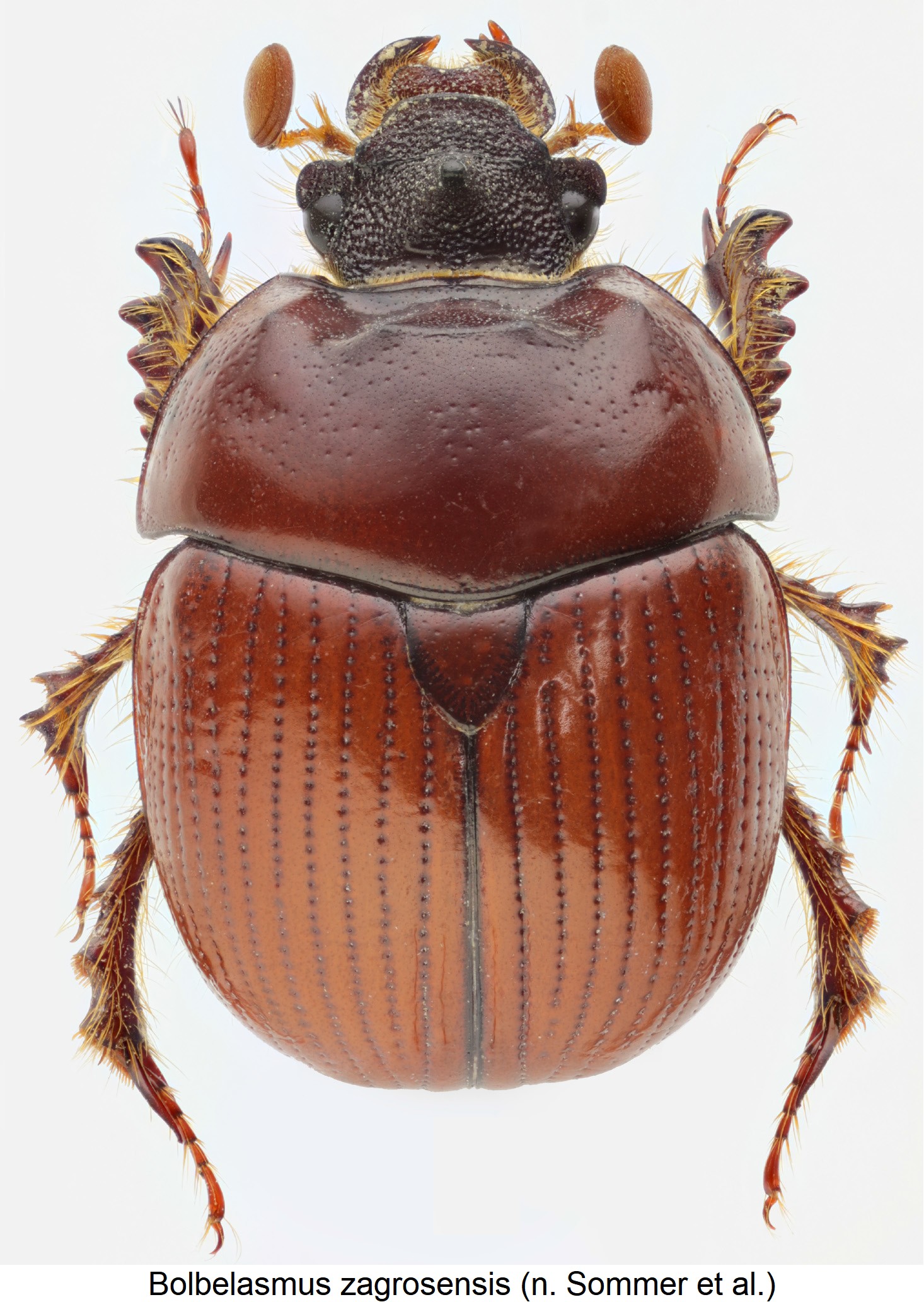 bolbelasmus_zagrosensis_hab.jpg