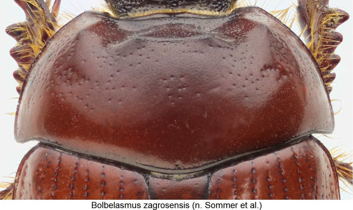 bolbelasmus_zagrosensis_hsch.jpg