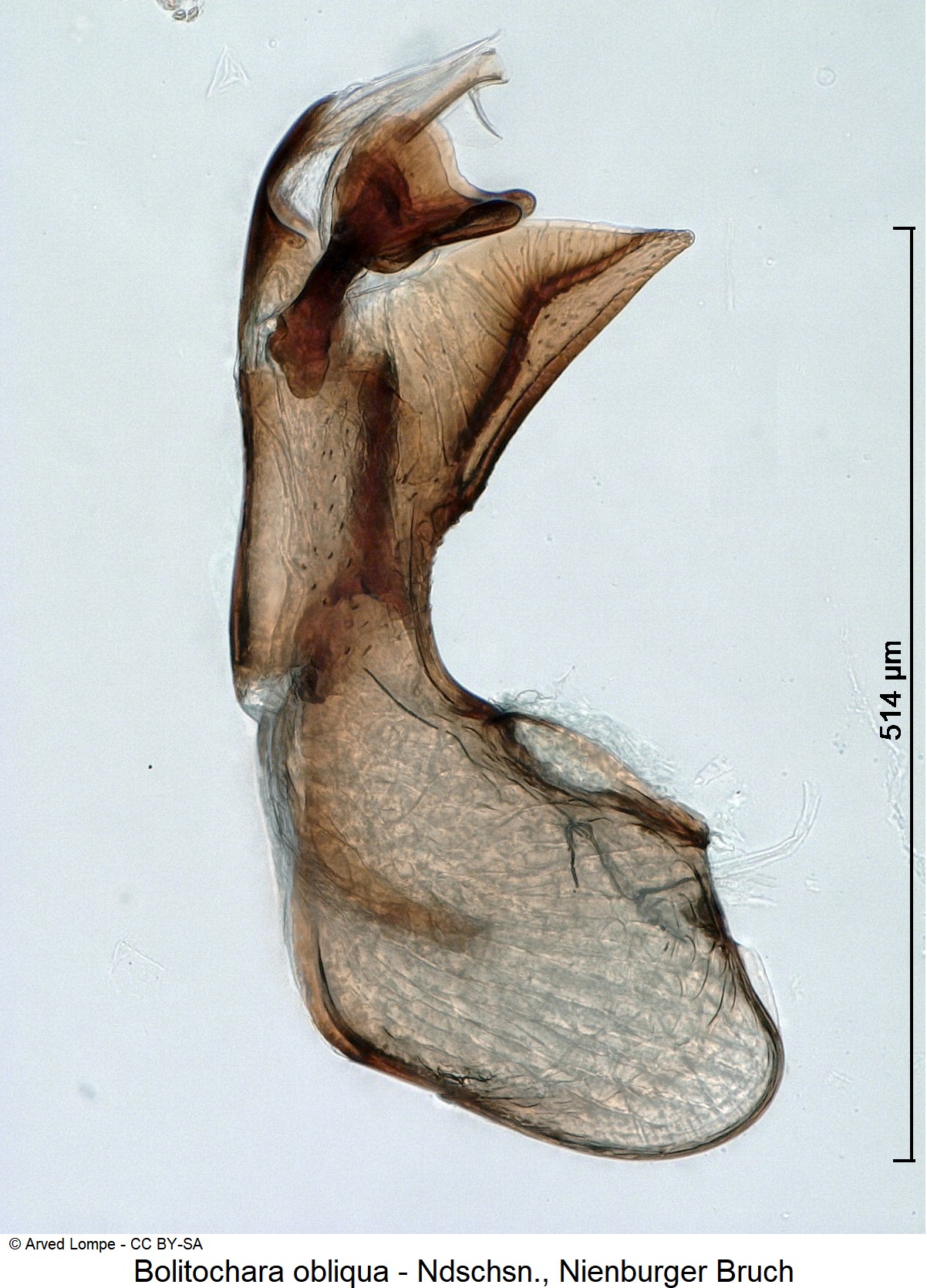 bolitochara_obliqua_ck35584033.jpg