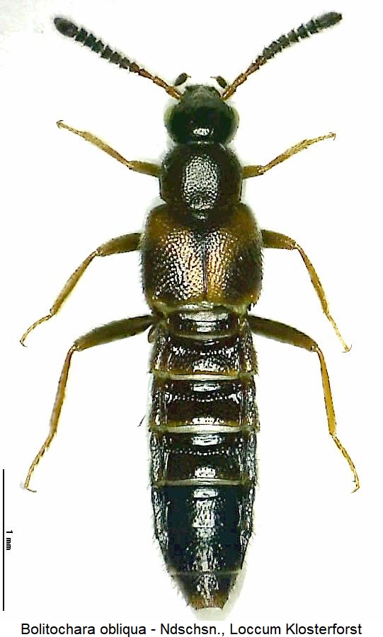 bolitochara_obliqua_hab.jpg