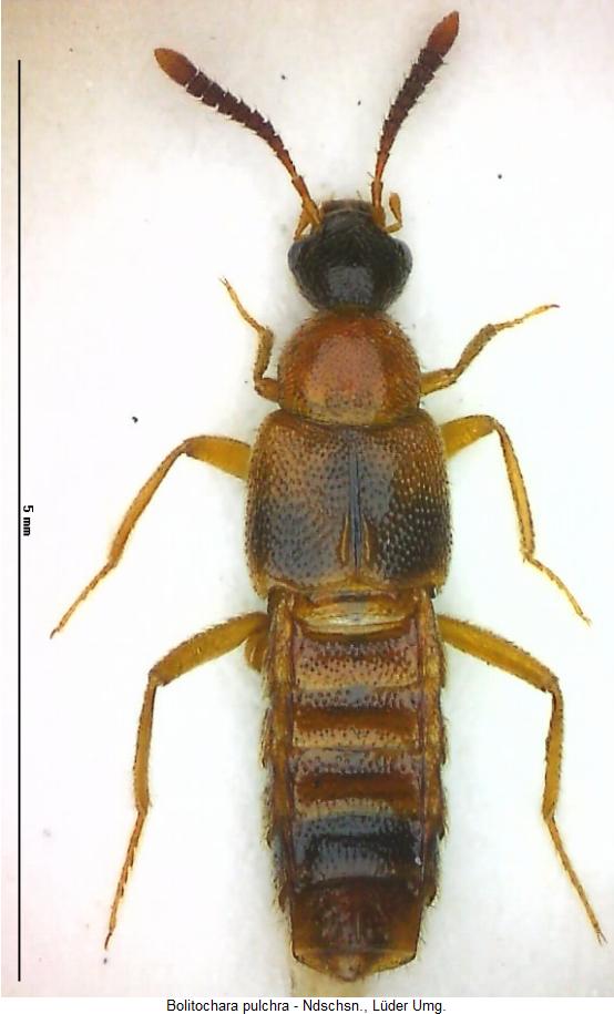 bolitochara_pulchra_hab.jpg
