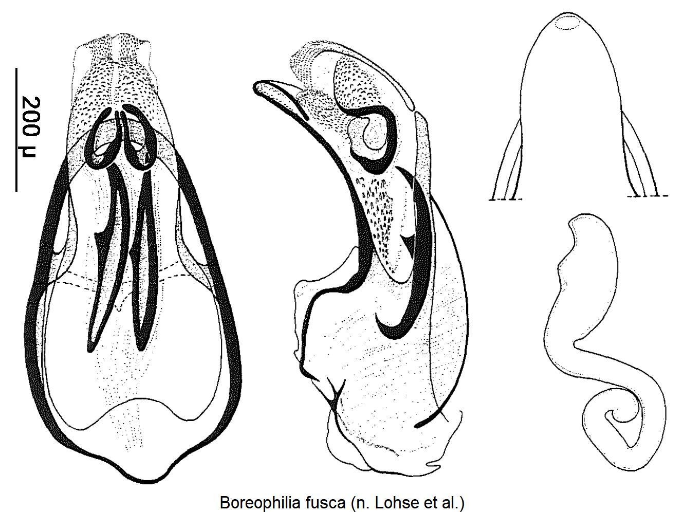 boreophilia_fusca.jpg