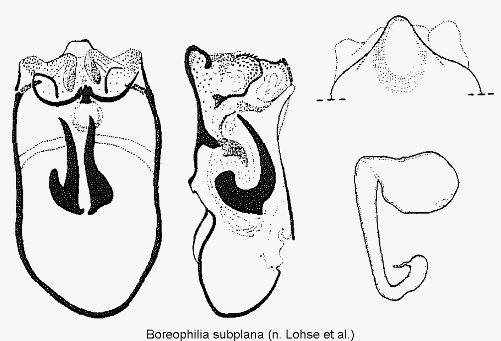 boreophilia_subplana.gif