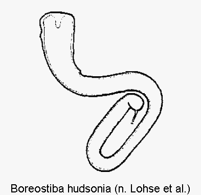 boreostiba_hudsonia_sperm.gif