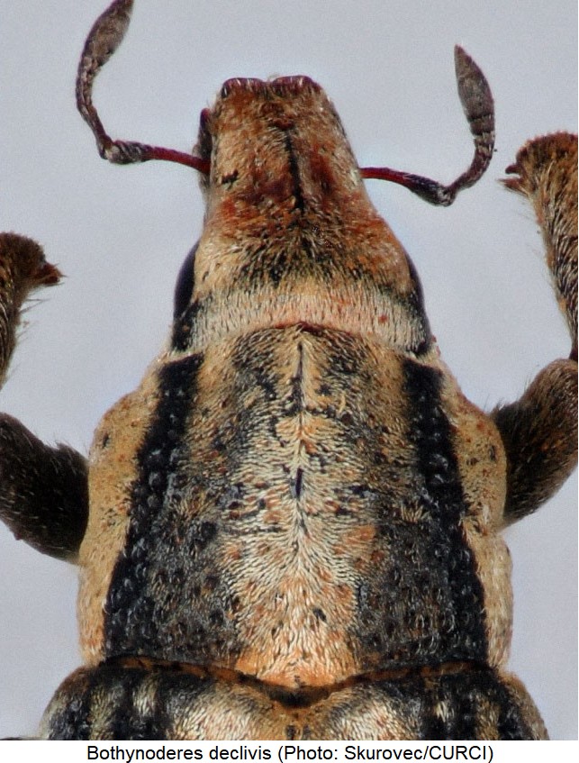 bothynoderes_declivis_vk.jpg