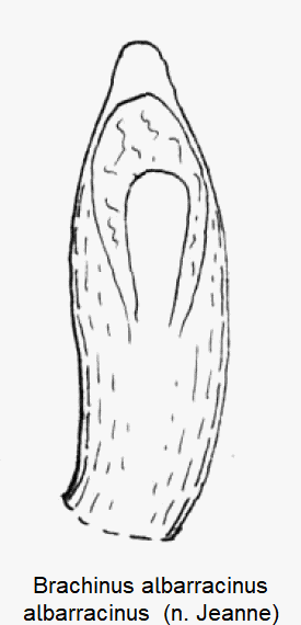 brachinus_albarracinus-1.gif