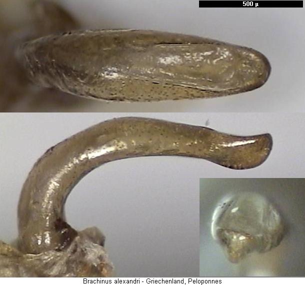 brachinus_alexandri.jpg