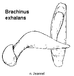 brachinus_exhalans.gif