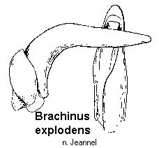 brachinus_explodens.gif