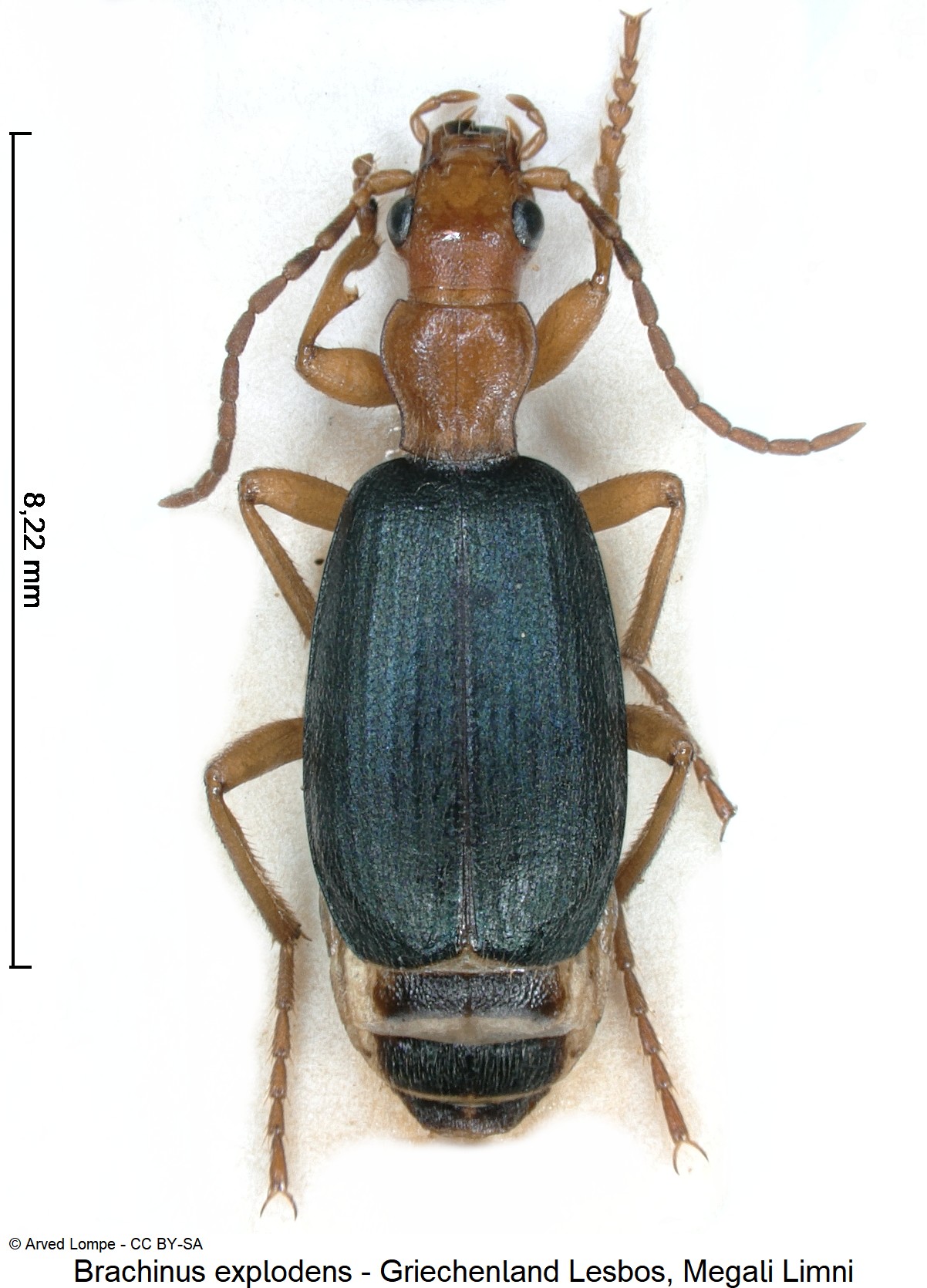 brachinus_explodens_ck38277095_hab.jpg