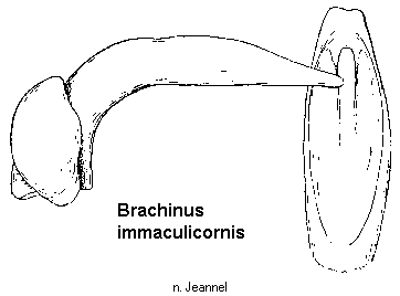 brachinus_immaculicornis.gif