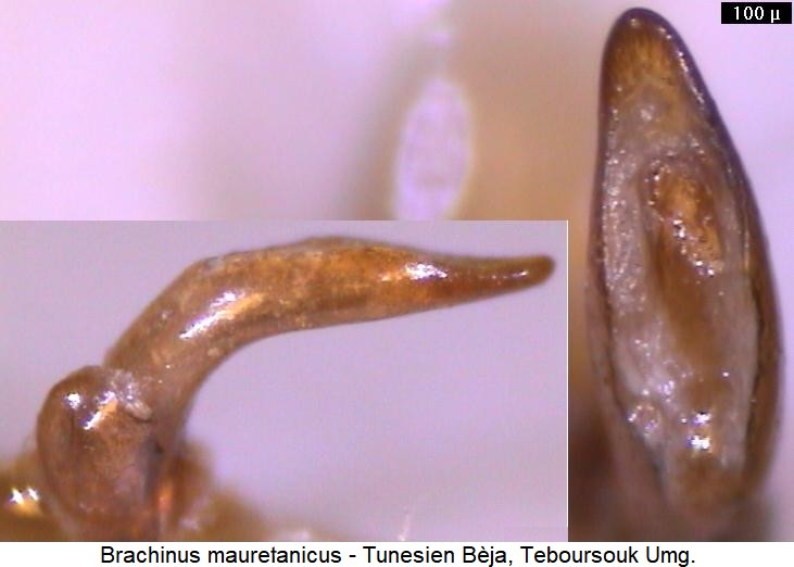 brachinus_mauretanicus.jpg