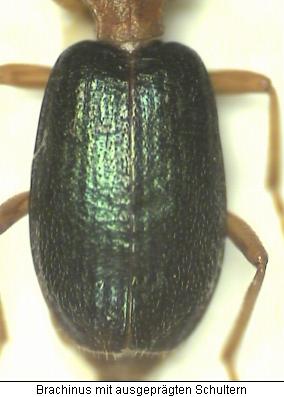 brachinus_mit_schultern.jpg