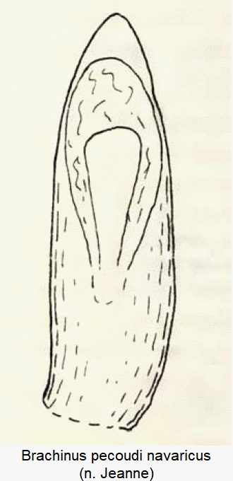 brachinus_navaricus.gif