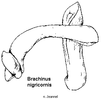 brachinus_nigricornis.gif