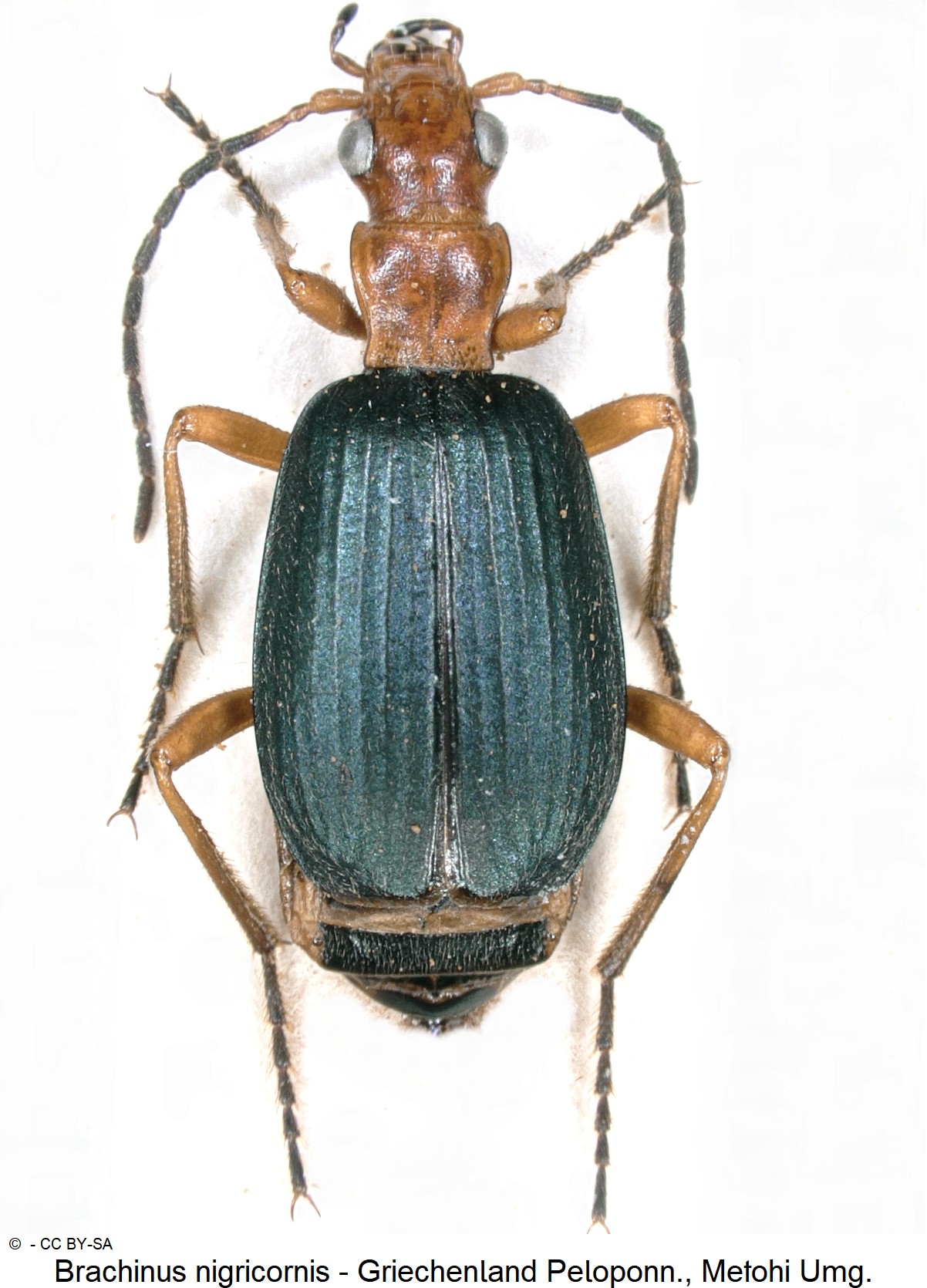 brachinus_nigricornis_ck21123_hab.jpg