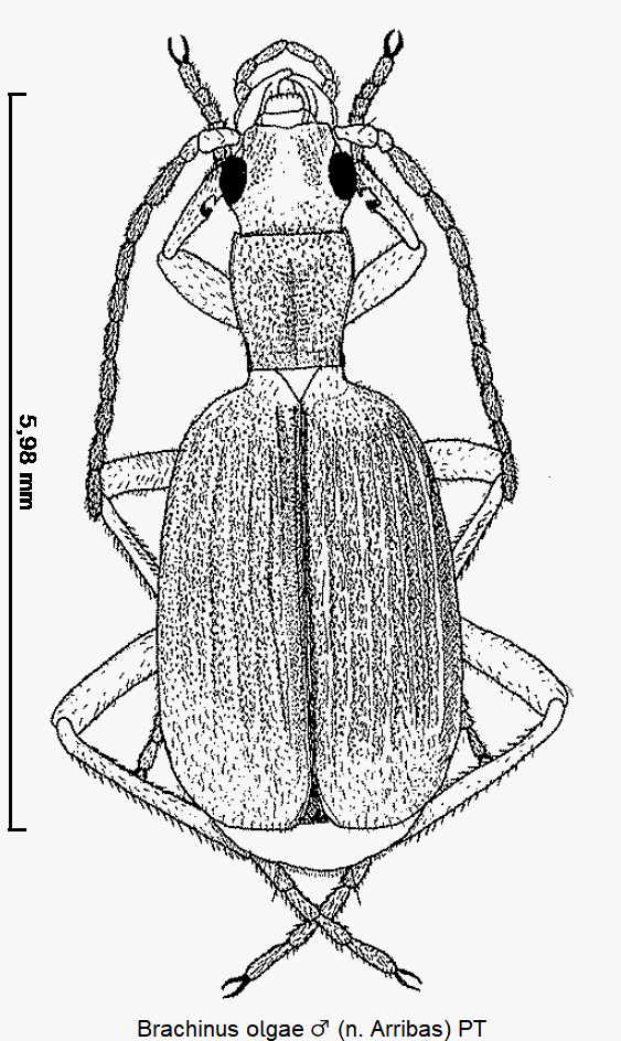 brachinus_olgae_m_hab.gif