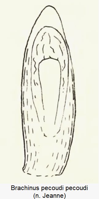 brachinus_pecoudi.gif