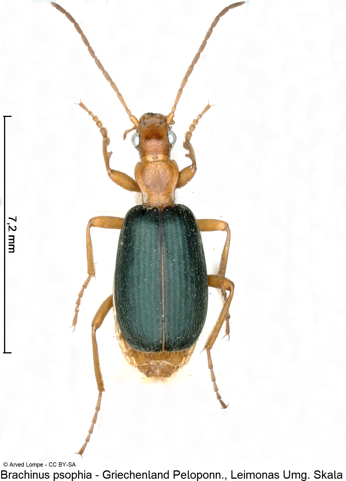 brachinus_psophia_ck21130_hab.jpg