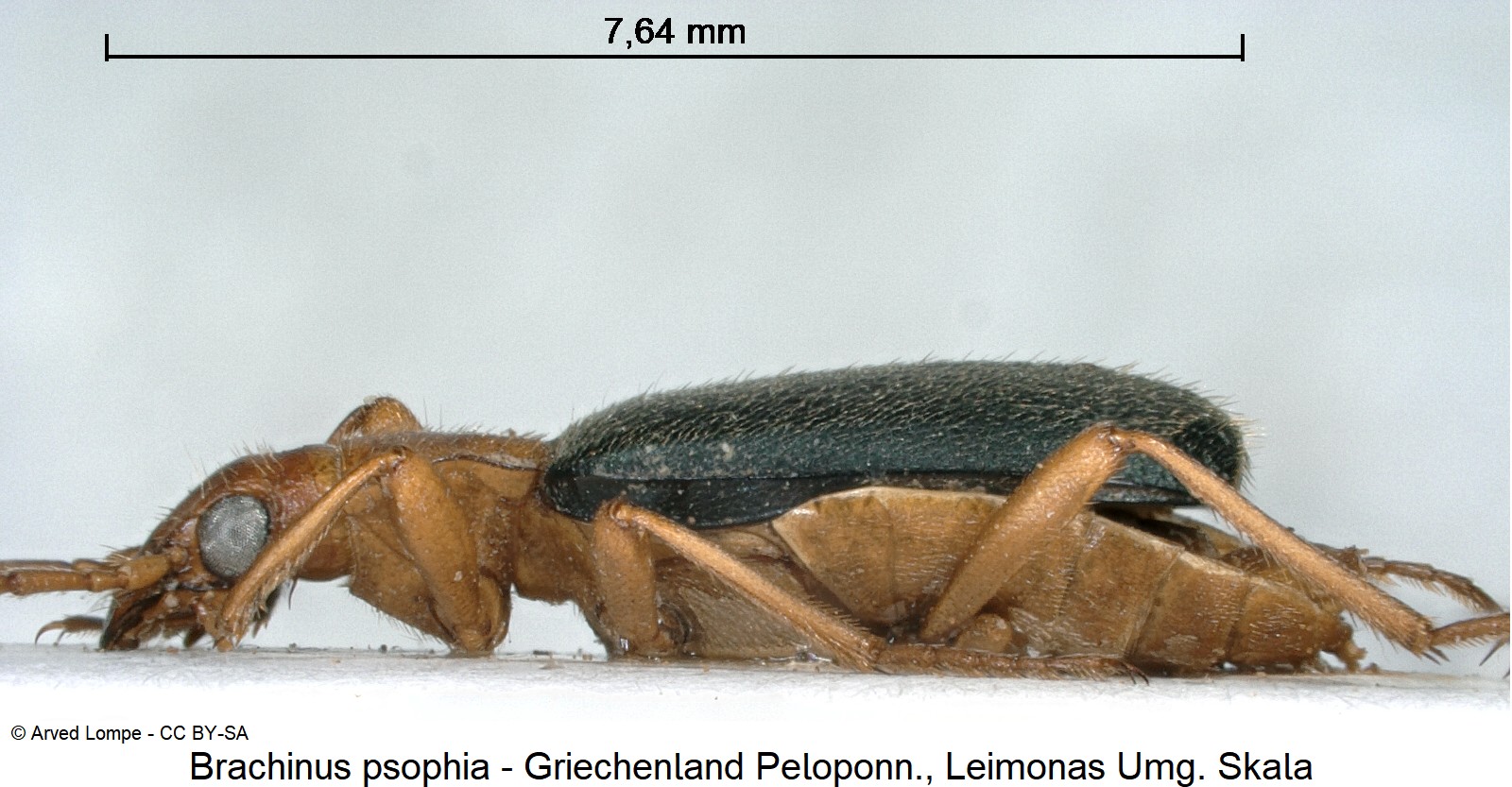 brachinus_psophia_ck21130_sa.jpg