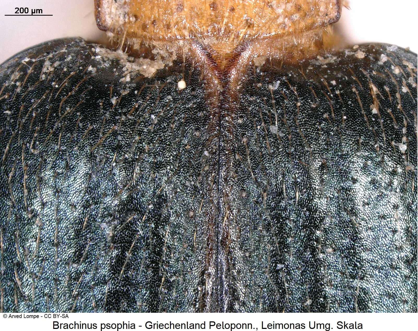 brachinus_psophia_ck21130_scut.jpg