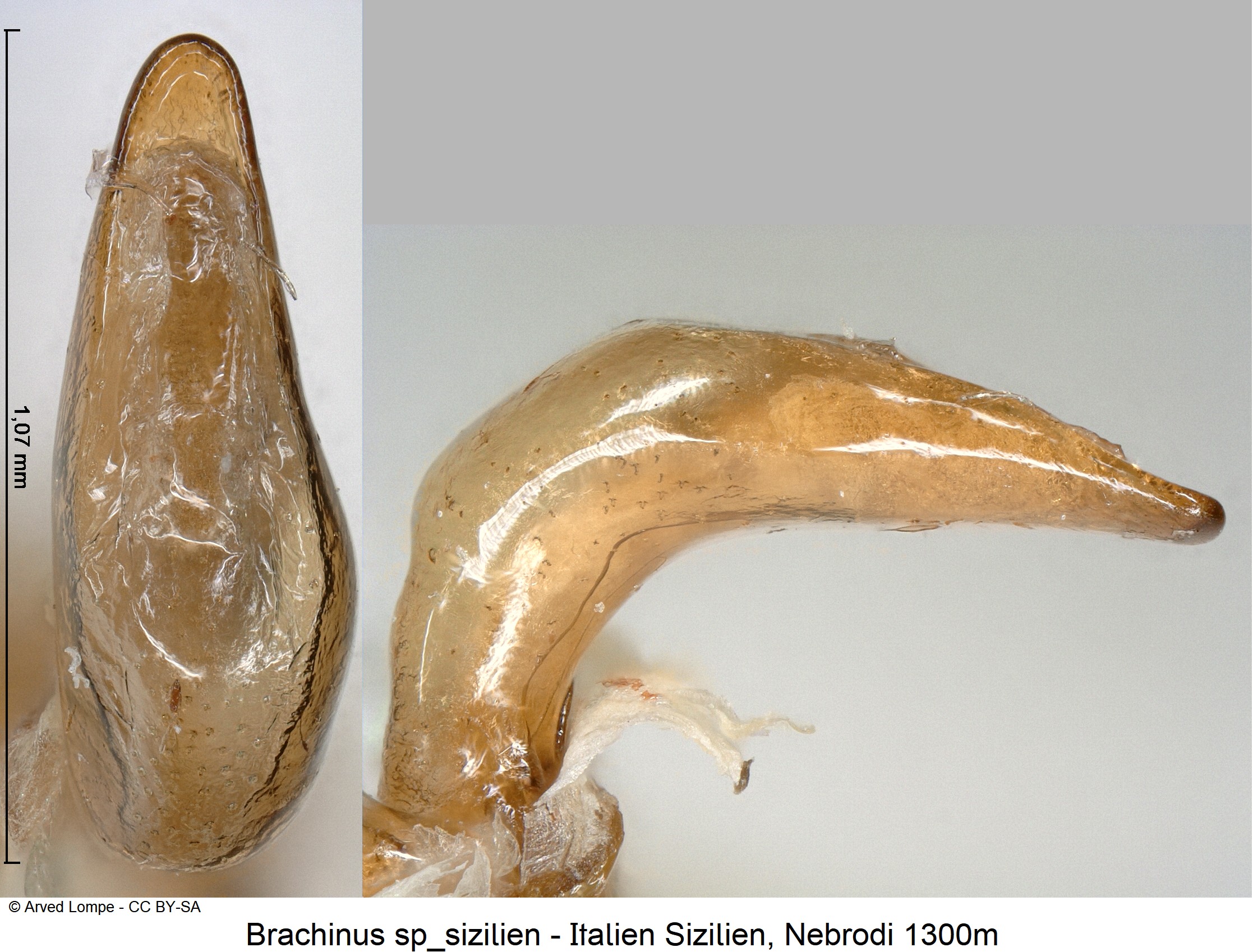 brachinus_sp_sizilien_ck21427.jpg