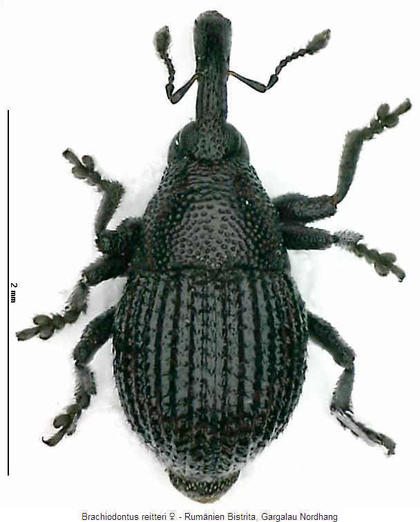 brachiodontus_reitteri_hab.jpg