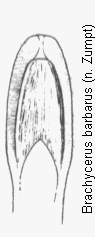 brachycerus_barbarus.gif