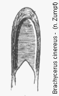 brachycerus_cinereus.gif