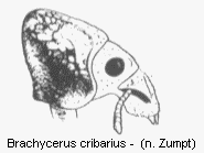 brachycerus_cribarius_vk.gif
