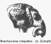 brachycerus_crispatus_vk.gif