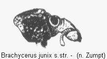 brachycerus_junix_vk.gif