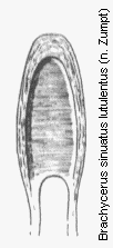 brachycerus_lutulentus.gif